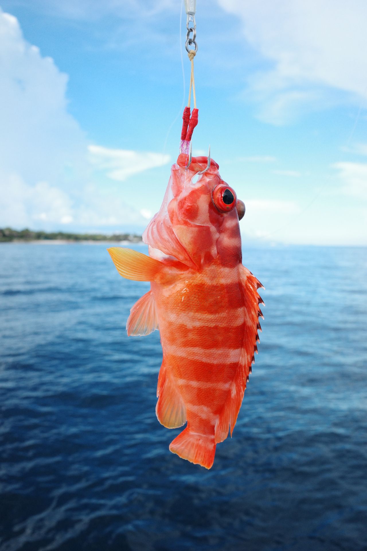 A red reef fish caught off Bohol